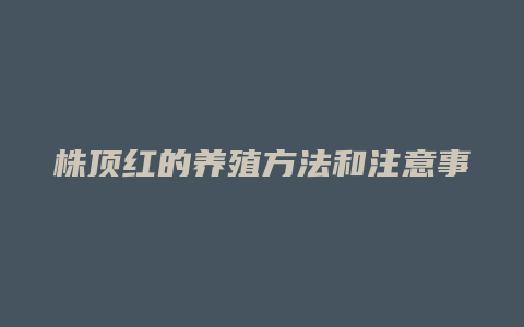 株顶红的养殖方法和注意事项