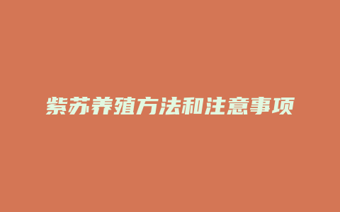 紫苏养殖方法和注意事项