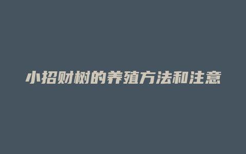 小招财树的养殖方法和注意事项