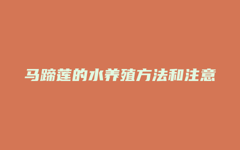 马蹄莲的水养殖方法和注意事项