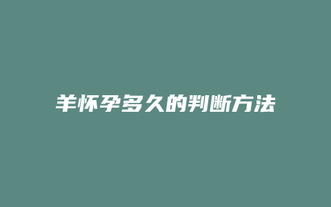 羊怀孕多久的判断方法