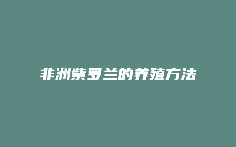 非洲紫罗兰的养殖方法