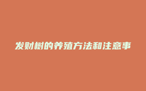 发财树的养殖方法和注意事项大全