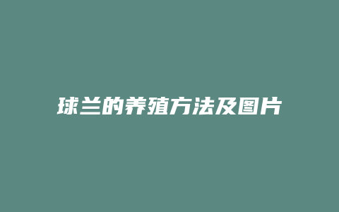 球兰的养殖方法及图片