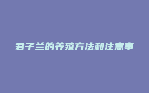 君子兰的养殖方法和注意事项视频