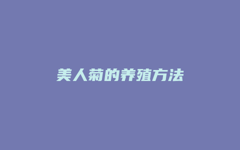 美人菊的养殖方法