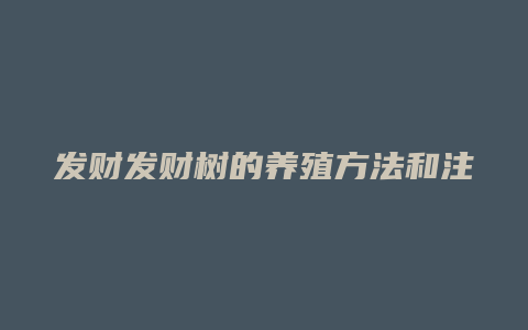 发财发财树的养殖方法和注意事项