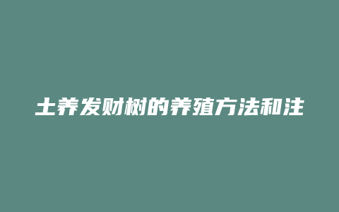 土养发财树的养殖方法和注意事项