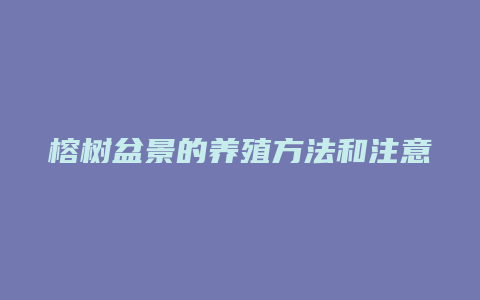 榕树盆景的养殖方法和注意事项