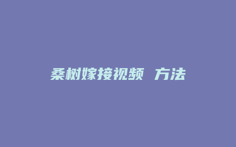 桑树嫁接视频 方法