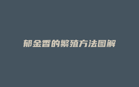 郁金香的繁殖方法图解