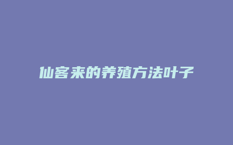 仙客来的养殖方法叶子