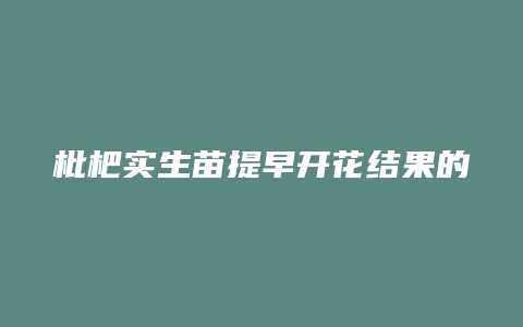 枇杷实生苗提早开花结果的方法