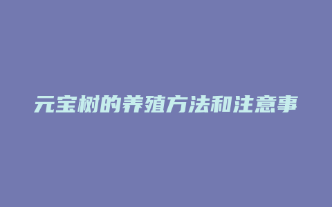 元宝树的养殖方法和注意事项