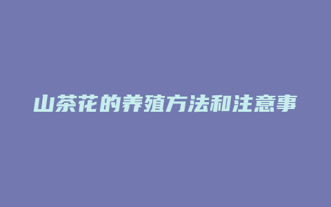 山茶花的养殖方法和注意事项