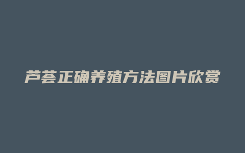 芦荟正确养殖方法图片欣赏