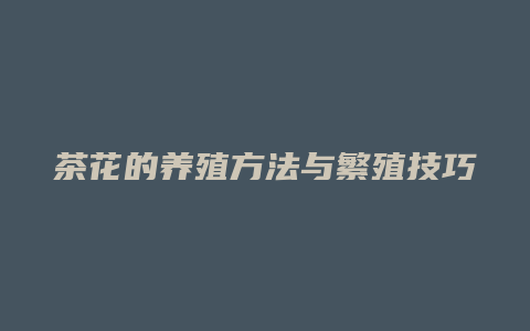 茶花的养殖方法与繁殖技巧概述