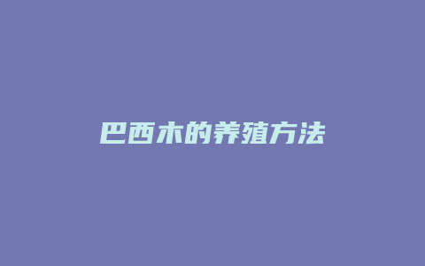 巴西木的养殖方法