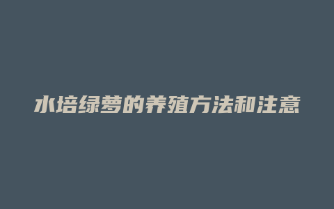 水培绿萝的养殖方法和注意事项