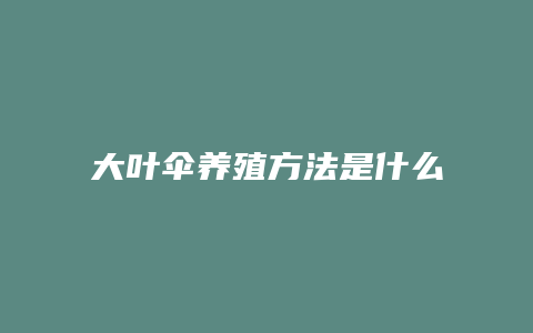 大叶伞养殖方法是什么