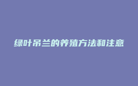 绿叶吊兰的养殖方法和注意事项