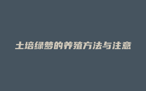 土培绿萝的养殖方法与注意事项