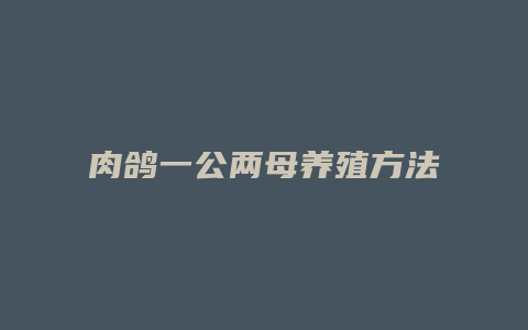 肉鸽一公两母养殖方法