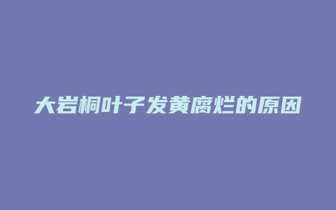 大岩桐叶子发黄腐烂的原因及解决方法