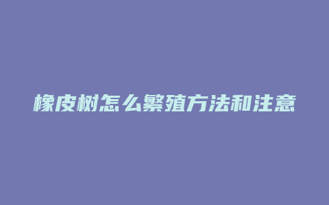 橡皮树怎么繁殖方法和注意事项