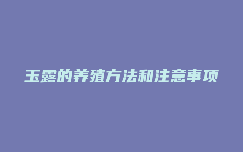 玉露的养殖方法和注意事项