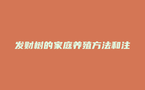 发财树的家庭养殖方法和注意事项