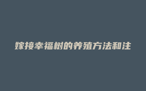 嫁接幸福树的养殖方法和注意事项