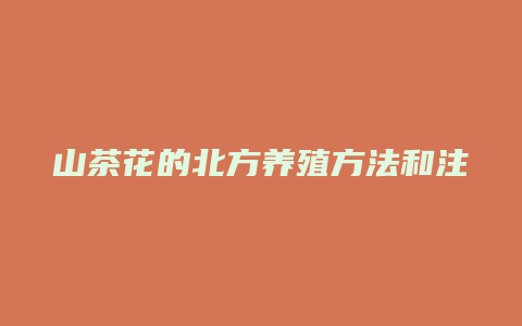 山茶花的北方养殖方法和注意事项