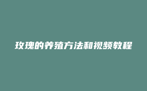 玫瑰的养殖方法和视频教程