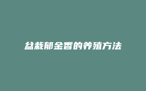 盆栽郁金香的养殖方法