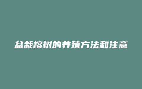 盆栽榕树的养殖方法和注意事项