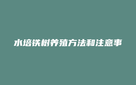 水培铁树养殖方法和注意事项