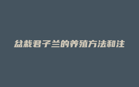 盆栽君子兰的养殖方法和注意事项