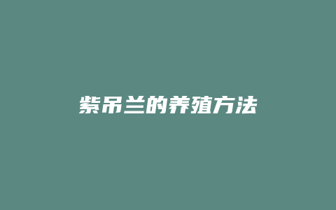 紫吊兰的养殖方法