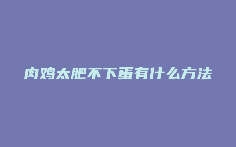 肉鸡太肥不下蛋有什么方法