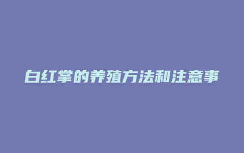 白红掌的养殖方法和注意事项