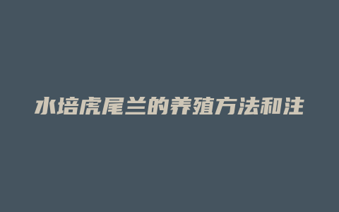 水培虎尾兰的养殖方法和注意事项