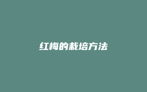 红梅的栽培方法