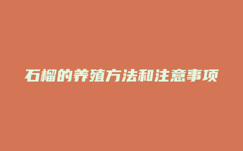 石榴的养殖方法和注意事项