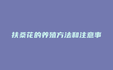 扶桑花的养殖方法和注意事项