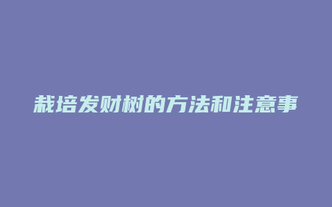 栽培发财树的方法和注意事项