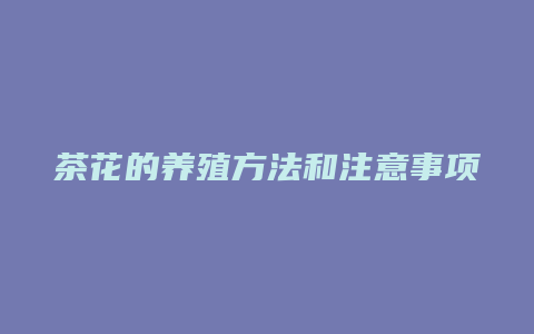 茶花的养殖方法和注意事项 盆栽