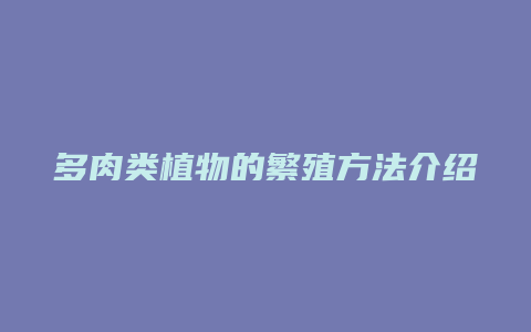 多肉类植物的繁殖方法介绍