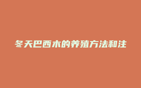 冬天巴西木的养殖方法和注意事项