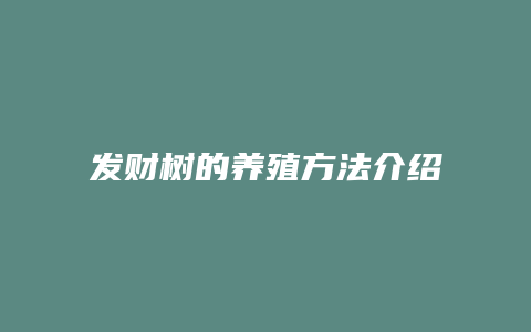 发财树的养殖方法介绍